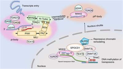 Knockout Gene-Based Evidence for PIWI-Interacting RNA Pathway in Mammals